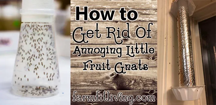 How to Get Rid of Annoying Little Fruit Gnats