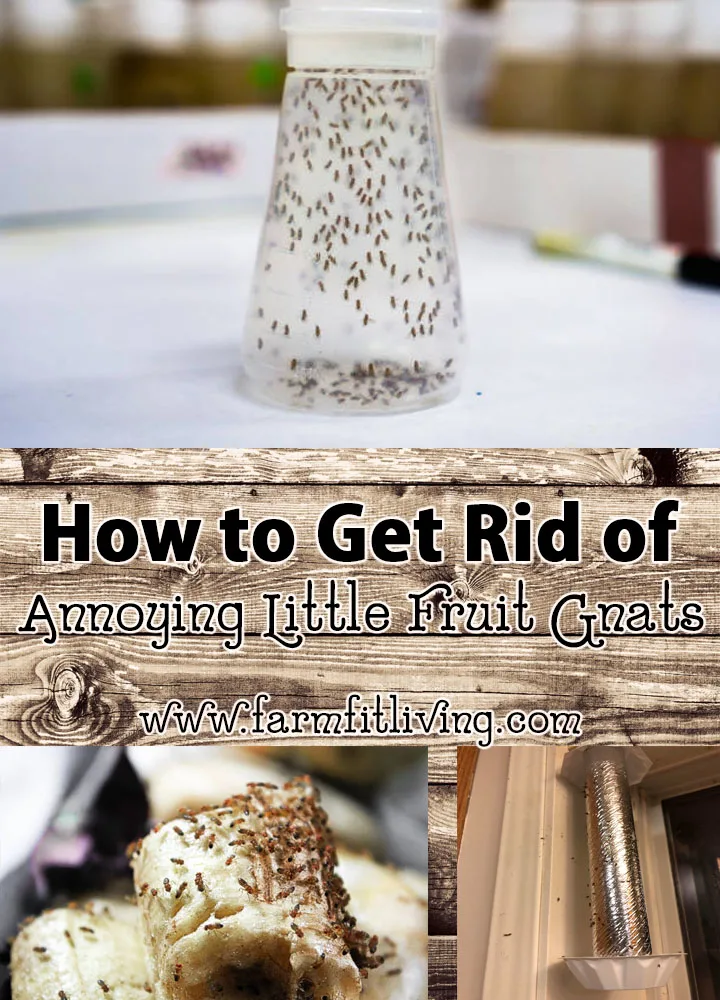 How to get rid of annoying little fruit gnats for good