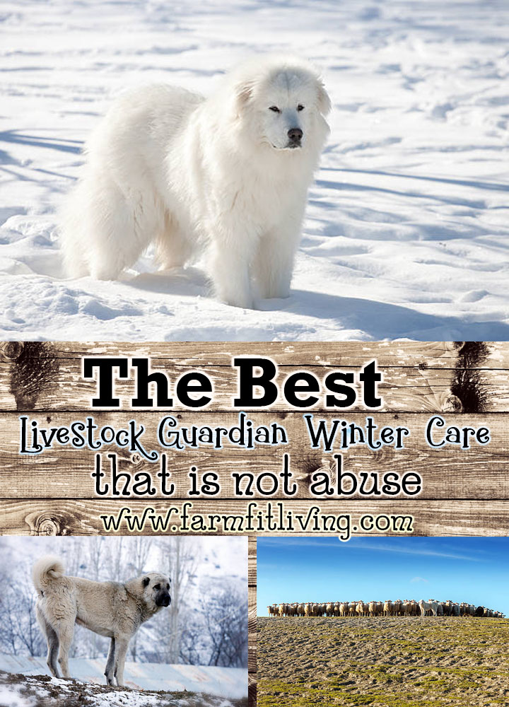 The Best Livestock Guardian Dog Winter Care that is Not Abuse
