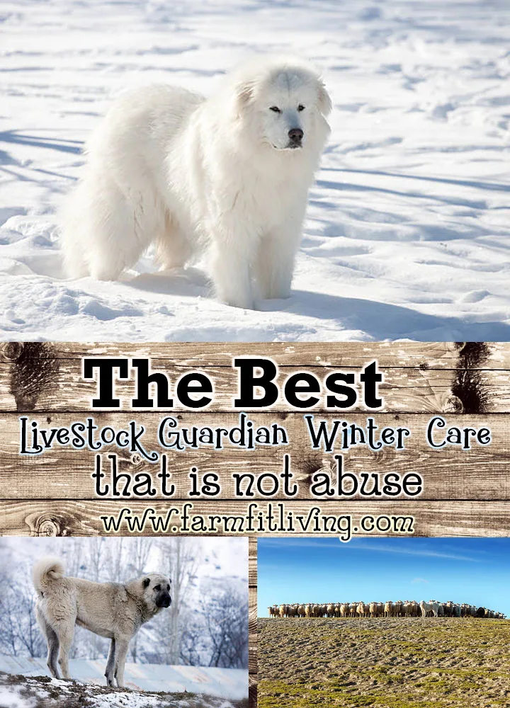 The Best Livestock Guardian Dog Winter Care that is Not Abuse
