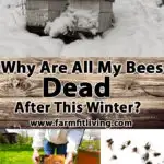 Why are all my bees dead
