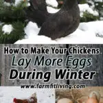 How to Make Your Chickens Lay More Eggs During Winter