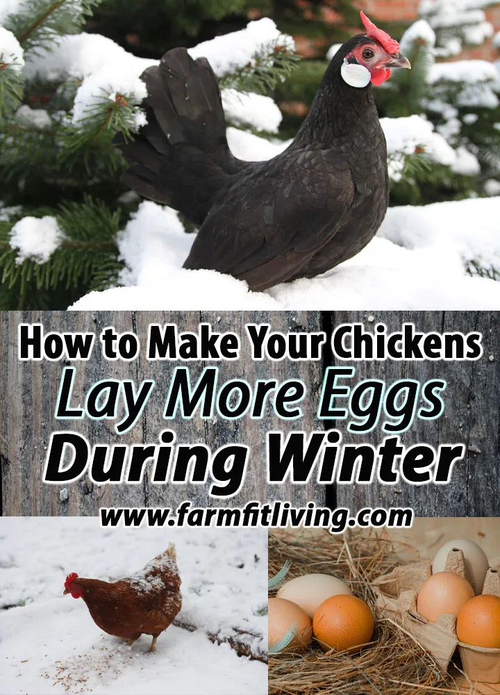 How to Make Your Chickens Lay More Eggs During Winter