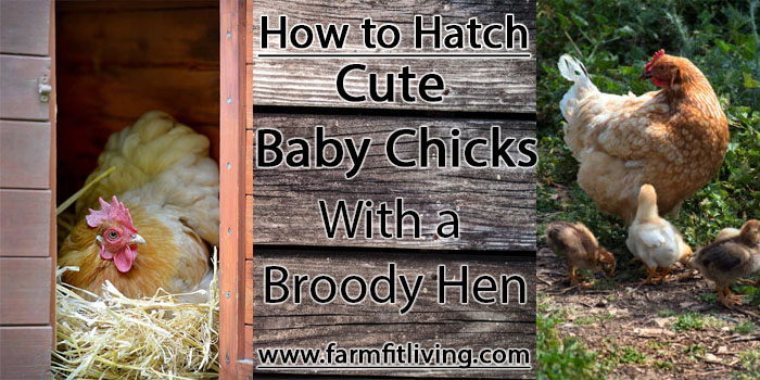 how to hatch cute baby chicks with a broody hen