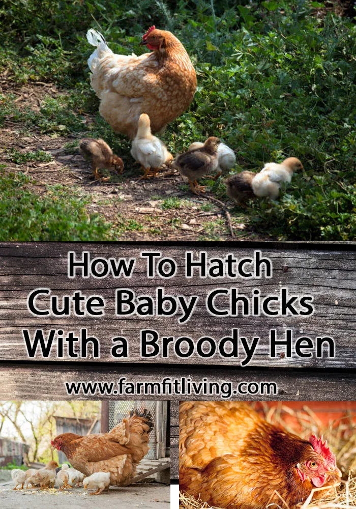 how to hatch cute baby chicks with a broody hen