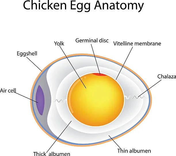 incubate chicken eggs