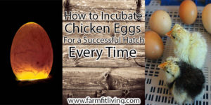 How to Incubate Chicken Eggs for a Successful Hatch Every Time