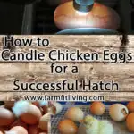 How to Candle Chicken Eggs for a Successful Hatch