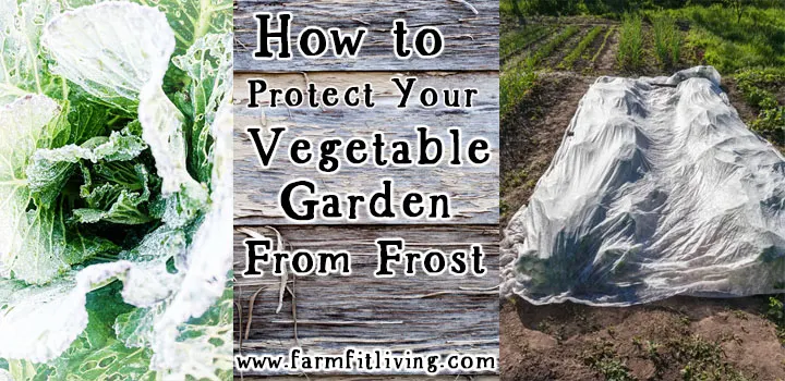 how to protect your vegetable garden from frost