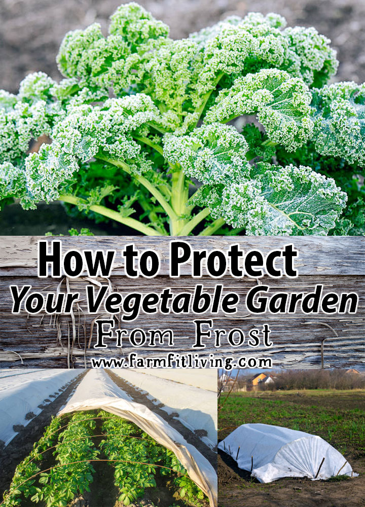 How to Protect Your Vegetable Garden from Frost | Farm Fit ...