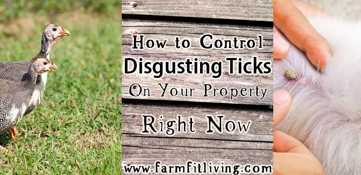 how to control discgusting ticks