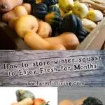 How to store winter squash