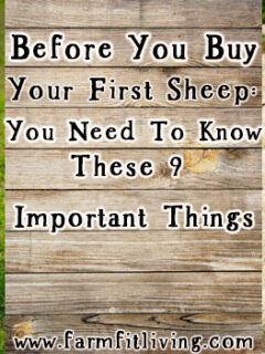 Before You Buy Your First Sheep: You Need To Know These 9 Important Things