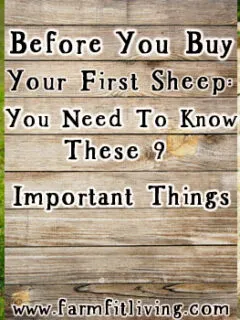 Before You Buy Your First Sheep: You Need To Know These 9 Important Things