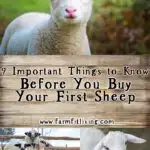 before you buy your first sheep