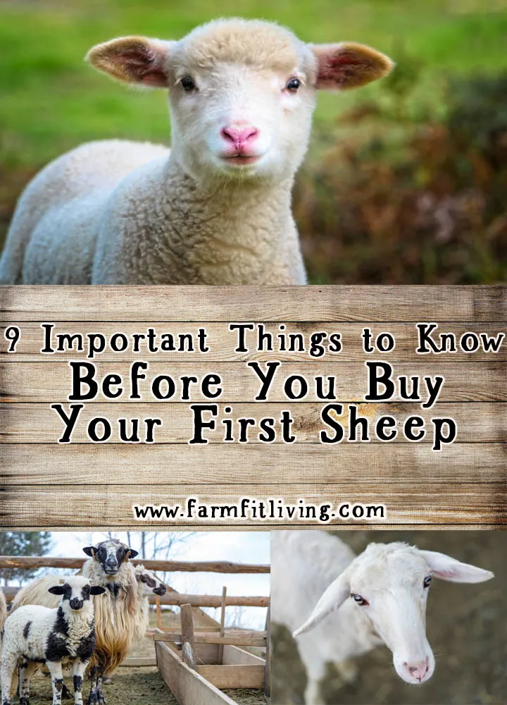 before you buy your first sheep