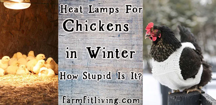 heat lamps for chickens in winter