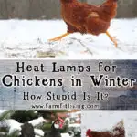 heat lamps for chickens in winter
