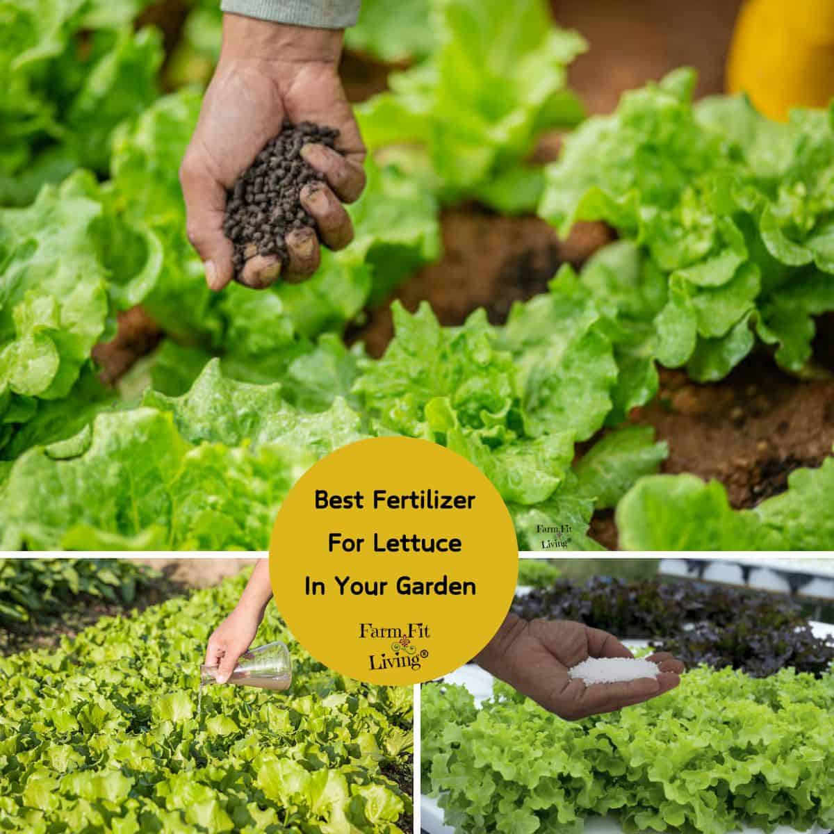 The Best Fertilizer for Lettuce in Your Garden - Farm Fit Living