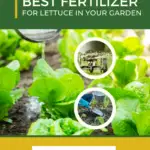 Best Fertilizer for Lettuce