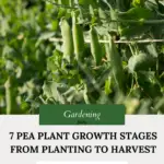 pea plant growth stages