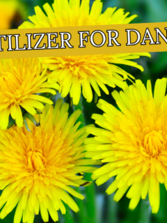 Best Fertilizer for Dandelions