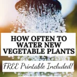 how often to water new vegetable plants