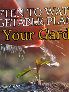 how often to water new vegetable plants