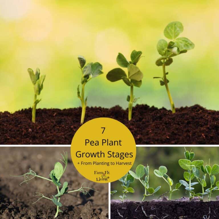 pea plant growth stages