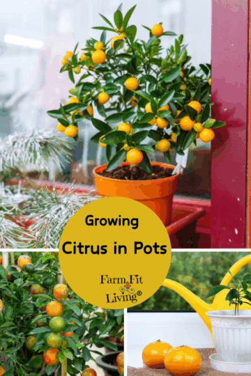 Growing Citrus in Pots